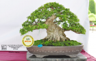 Một số hình ảnh tại Triễn lãm ABFF 2015 tại Việt Nam Phần 2