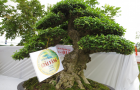 aIMG_02771