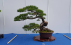bci_2017_14