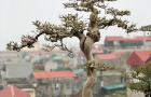 vuon_bonsai_a_son_12