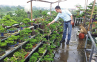 vuon_bonsai_a_son_123