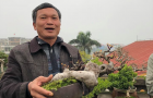 vuon_bonsai_a_son_4