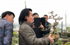 vuon_bonsai_a_son_5