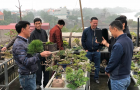 Vườn cây cảnh Ngọc Sơn ở Phú lý