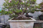 do_quyen_5_1