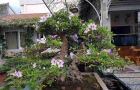 do_quyen_6_1