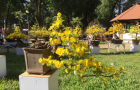 MAI_VANG_141