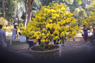 Những cây mai vàng đẹp tại hội hoa xuân tao đàn 2018 phần 2