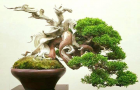 Thuốc lũa trắng cho duyên tùng