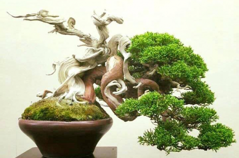 Thuốc lũa trắng cho duyên tùng