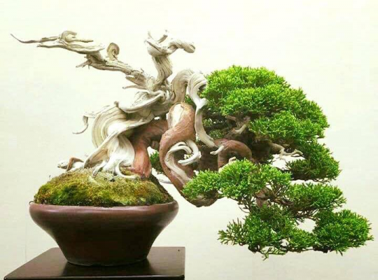 Thuốc lũa trắng cho duyên tùng