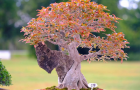 thongdennhatban_72