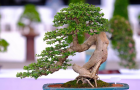 thongdennhatban_73