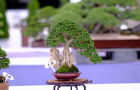 thongdennhatban59