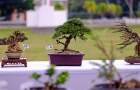 thongdennhatban_18