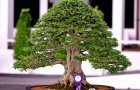 thongdennhatban_2