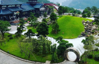 Thông Tùng sử dụng trang trí sân vườn