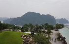 cay_thong_san_vuon_10