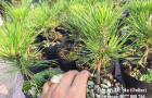 Thông đen Nhật Bản Black pine