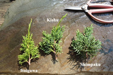 Sự khác nhau của Itoigawa, Kishu, Shimpaku qua hình ảnh