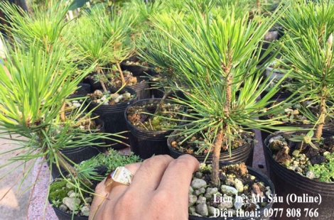 Thông đen Nhật Bản Black pine