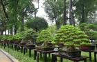 Hội hoa xuân tao đàn 2018 Phần 2