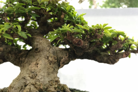 hội chợ và triển lãm Bonsai Gò Vấp 2022