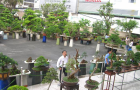 Triển lãm cây cảnh lần thứ nhất do Công Ty CP Vạn Niên Tùng tổ chức