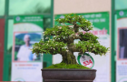 Hình ảnh Triển lãm cây cảnh lần thứ 2 do Công Ty CP Vạn Niên Tùng tổ chức (Phần 1)