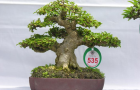 DSCN2545