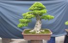 DSCN2734