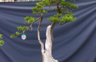 DSCN2737