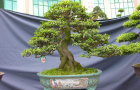 DSCN2746