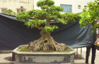 DSCN2778