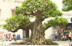 DSCN2781