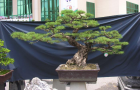 DSCN2783