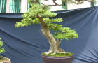 DSCN2786