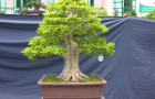 DSCN2796