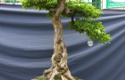 DSCN2797