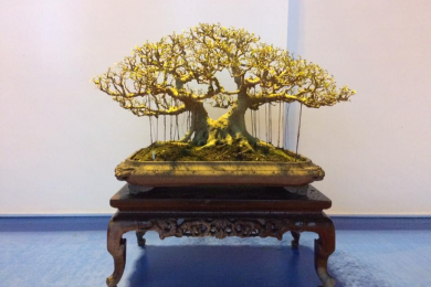 Triển lãm Yên Tử 03-2018 Phần 2