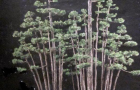 Rừng bonsai phần 3