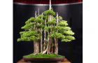 Rừng bonsai phần 2
