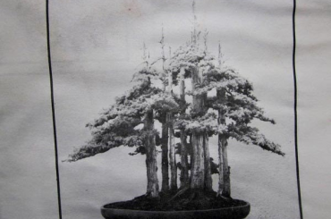 Rừng bonsai phần 4