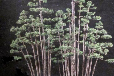 Rừng bonsai phần 3
