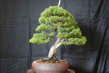Tỉa lá tùng Itoigawa