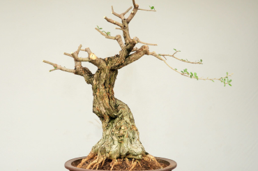 Quá trình hình thành tác phẩm Bonsai của Chú Trần Thắng