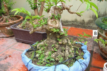 Làm thế nào để chọn mặt tiền cho phôi?