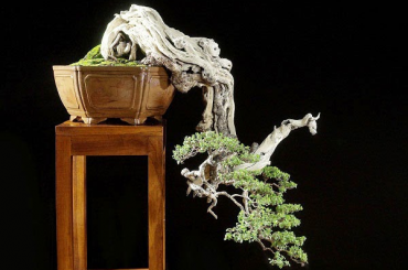 Cây Pemphis bốn mặt của Budi Sulistyo
