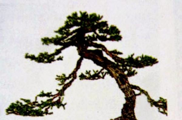 4 bước làm tàn cây Tùng (Juniper) của ông Masahiko Kimura