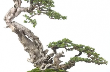 Ký sự cuộc phiêu lưu của cây sam hương - Robert Steven